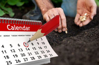 Посівний календар на серпень 2022 року. Сприятливі та не сприятливі дні