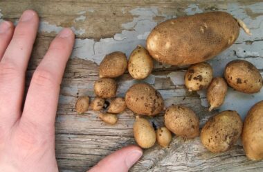 Головні причини поганого врожаю картоплі. Що ми зробили не так