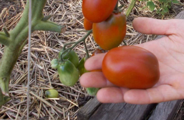 Що слід зробити, щоб помідори швидше червоніли. Поради досвідчених городників