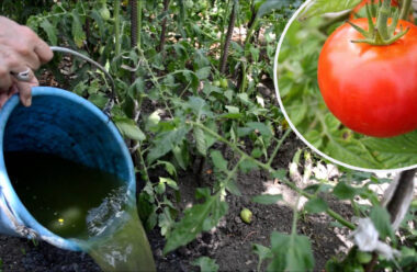 Підживіть помідори цим розчином, щоб були соковиті, смачні та не хворіли