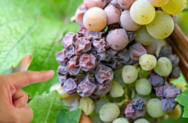 3 основні причини, чому виноград сохне ще зеленим, та як цього не допустити