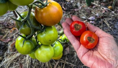 Як захистити помідори від фітофтори. Поради досвідчених городників