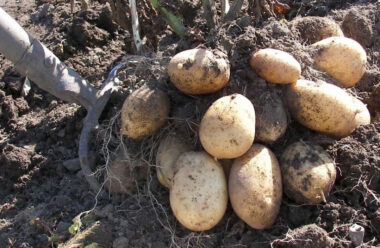 Три головні ознаки, які свідчать про те, що вже час копати картоплю