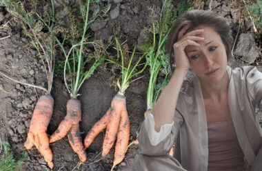 5 головних помилок, через які отримуємо поганий врожай моркви