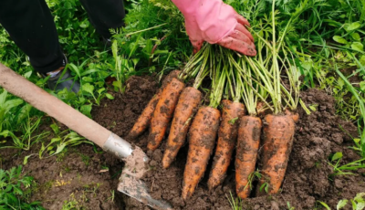 Коли саме слід починати копати моркву, щоб гарно зберігалася всю зиму
