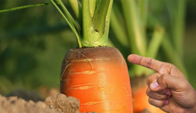 Як не допустити позеленіння моркви. Поради, які допоможуть не втратити врожай