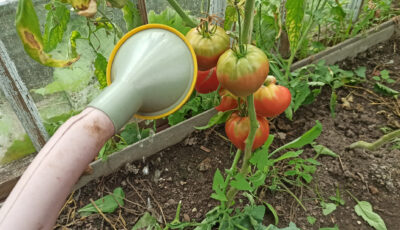 Коли потрібно перестати поливати помідори, щоб не втратити врожай