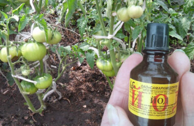 Обробіть цим розчином помідори у серпні: щоб позбутися фітофтори, та борошнистої роси