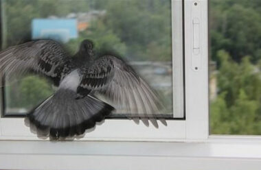 Чому птах стукає у вікно, та чого слід очікувати господарям