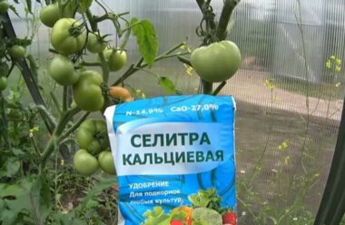 Підгодівля помідорів на початку серпня. Яке добриво краще вносити