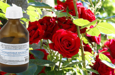 Аптечний розчин, який захистить троянди від усіх хвороб та шкідників