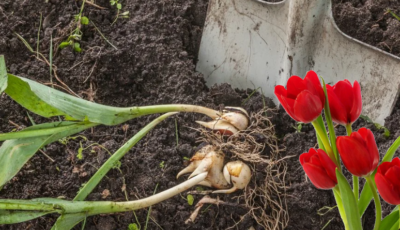 Коли потрібно викопувати тюльпани, та як правильно їх зберігати