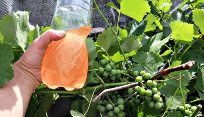 Як правильно удобрювати виноград в серпні, щоб був великий та солодкий