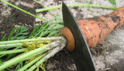 Як правильно обрізати моркву під час збору врожаю, щоб довго зберігалася та не гнила