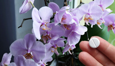 Потрібна всього одна таблетка, щоб орхідея гарно та пишно квітнула