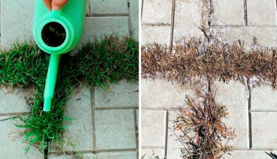 Як позбутися від трави між плиткою без застосування хімії. Простий та дієвий спосіб