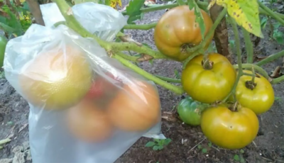 Чому потрібно ховати зелені помідори на кущах в пакет, та яка від цього користь