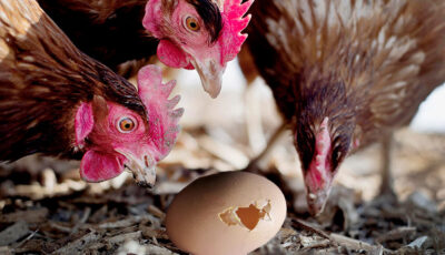 Головні причини, чому кури клюють яйця, та як з цим боротися