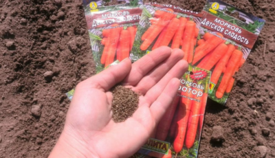 Осіння посадка моркви: як правильно та коли це робити, щоб мати гарний врожай у наступному році