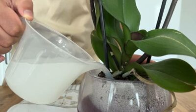 Як за допомогою молока змусити орхідею квітнути цілий рік. Поради досвідчених господинь
