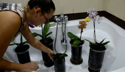 Щоб орхідеї завжди гарно квітнули, їх слід правильно поливати