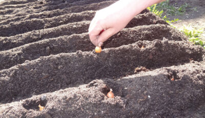 Вирощування цибулі новим способом: осіння посадка на гребенях