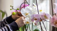 Головні правила догляду за орхідеями зимою: що можна та чого не варто робити