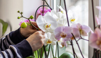 Головні правила догляду за орхідеями зимою: що можна та чого не варто робити
