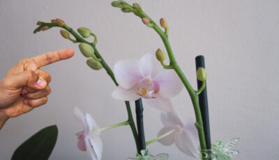 Що слід зробити, щоб квітконос орхідеї був усипаний дітками