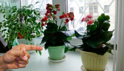 5 кімнатних рослин, які полюбляють маленькі горщики. Так вони краще ростуть