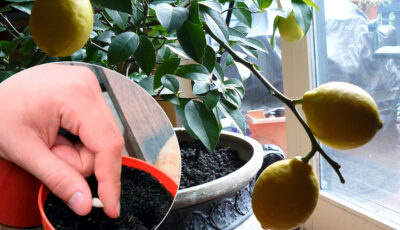 Вирощуємо лимонне дерево в домашніх умовах. Як правильно це робити, щоб давало гарні плоди