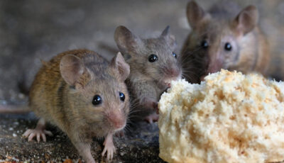 До чого появляється багато мишей в будинку: головні прикмети та що з ними робити
