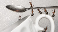 Як прогнати мурах з кухні раз і назавжди: самі дієві методи