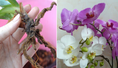 Вирощування орхідеї з коріння.  Як правильно це робити, щоб квітка була красива і велика