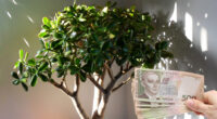 Як поводитися з грошовим деревом, щоб у будинку завжди водилися гроші