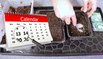 Посівний календар розсади на січень 2023: сприятливі, та не сприятливі дні