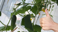 Огірки на підвіконні: як правильно їх вирощувати, щоб гарно родили та були смачні