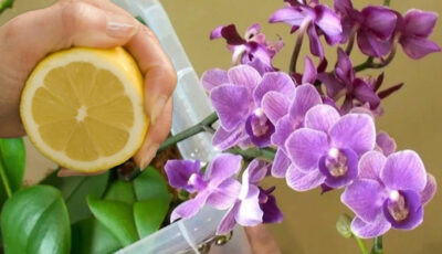 Чому орхідею завжди потрібно поливати лимонною водою, та як правильно це робити