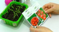 Сприятливі дні для посіву томатів на розсаду в цьому році. Дотримуйтеся їх, щоб мати гарний врожай