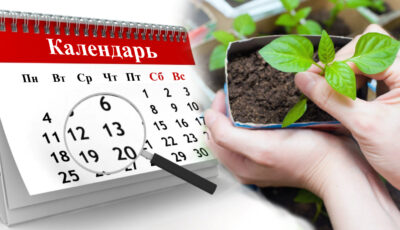 Детальний посівний календар на березень 2023 року. В які дні краще садити, щоб мати гарний врожай