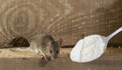 Дієвий спосіб прогнати мишей з дому. Більше ви їх не побачите