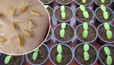 Як правильно пророщувати насіння огірків перед посадкою, щоб мати гарну розсаду