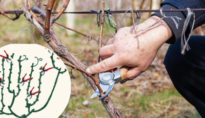 Обрізка винограду весною: правильний підхід до процесу — запорука гарного врожаю