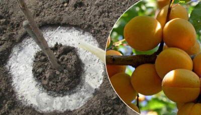 Чим підживити абрикос весною, щоб плоди були великі та солодкі