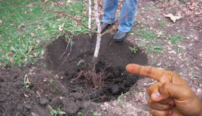 Як правильно садити плодові дерева весною. Поради досвідчених садівників