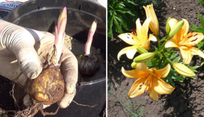 Як правильно садити лілії навесні, щоб вже влітку зацвіли буйним цвітом