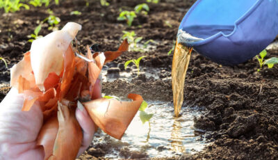 Не спішіть викидати лушпиння цибулі, воно може принести ще багато користі на городі