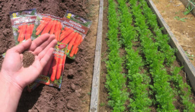 Як правильно обрати місце для посадки моркви, щоб бути цього року з гарним врожаєм