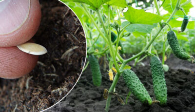 6 ранніх сортів огірків: їх потрібно садити вже в березні, щоб одним із перших збирати врожай