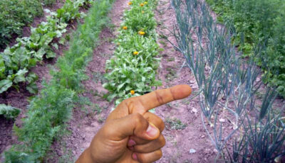 Які овочі ніколи не можна саджати поруч: щоб не загубити весь урожай